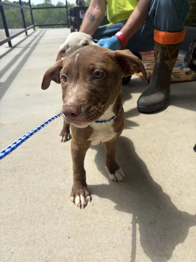 A baby medium-sized male Pit Bull Terrier dog named Tater for adoption in Lawrenceburg, TN