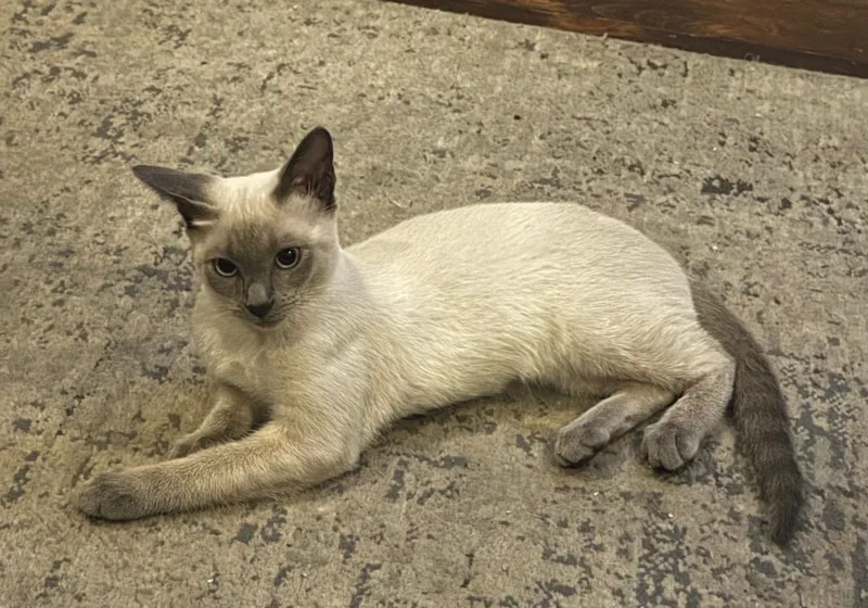 A baby small-sized male Siamese cat named Seven for adoption in Highland, IN