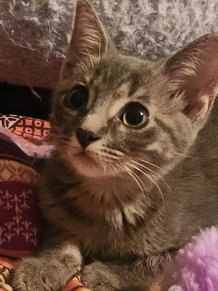 A baby small-sized female Gray / Blue / Silver Domestic Short Hair cat named Lavender Haze for adoption in Dallas, TX
