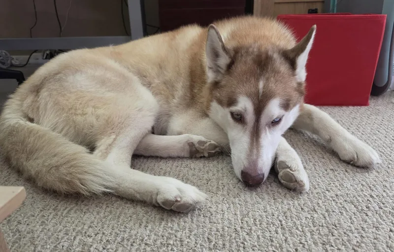 An adult medium-sized male Siberian Husky dog named Simmy for adoption in Menifee, CA