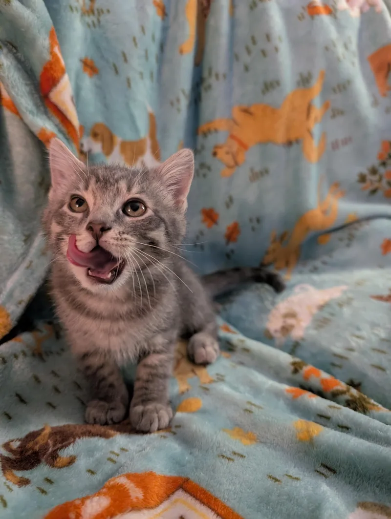 A baby medium-sized male Domestic Short Hair cat named Rocky for adoption