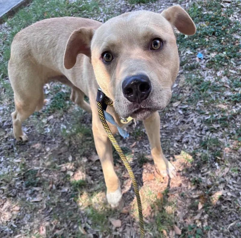 A young large-sized male Shepherd dog named Leonardo for adoption in Little Rock, AR