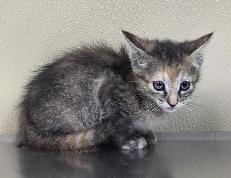 A baby medium-sized female Domestic Short Hair cat named Sphinx for adoption in Brainerd, MN