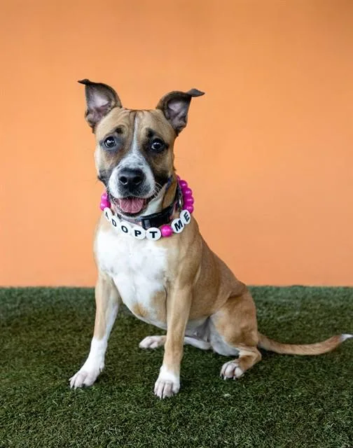 An adult large-sized female Terrier dog named Mulata for adoption in Miami, FL