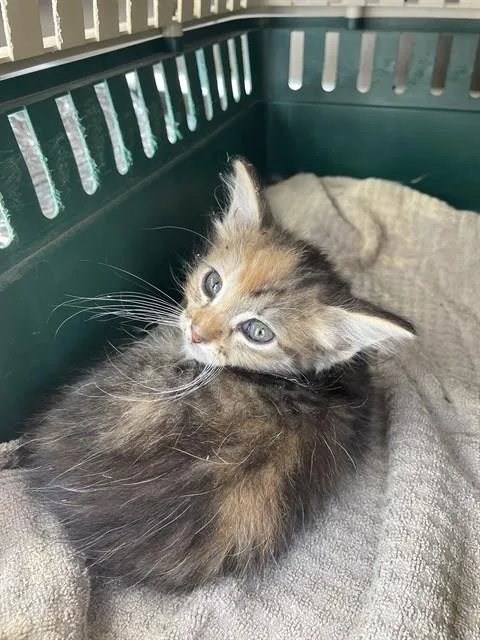 A baby medium-sized female Domestic Medium Hair cat named Opossum for adoption in Conroe, TX