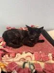A baby medium-sized female Tortoiseshell Domestic Short Hair cat named Sapphire for adoption in Chico, CA