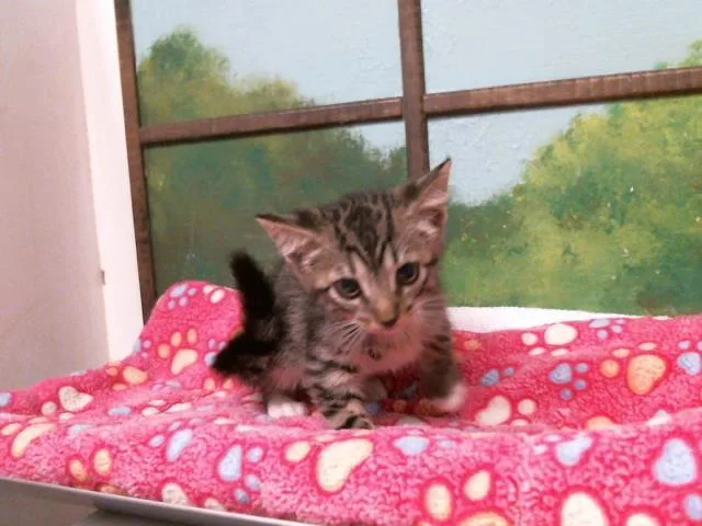 A baby small-sized female Domestic Short Hair cat named Vivian for adoption in Houston, TX