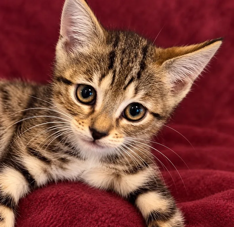 A baby small-sized female Domestic Short Hair cat named Shenanigans for adoption in Hardeeville, SC