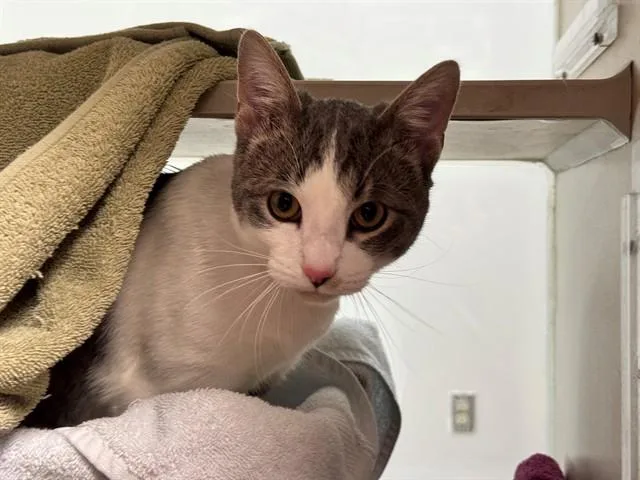 A young medium-sized male Domestic Short Hair cat named Rochambeau for adoption in Pueblo, CO