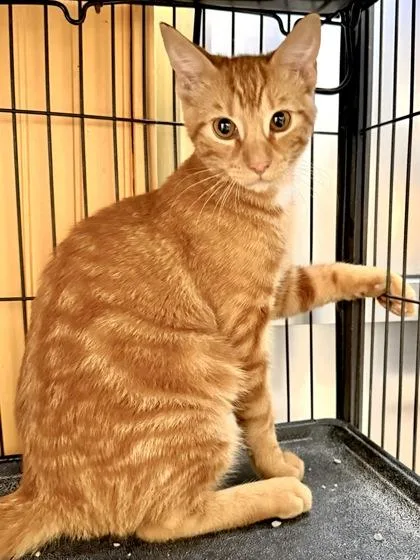 A baby small-sized male Domestic Short Hair cat named Riff Raff for adoption in New Orleans, LA