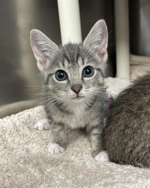 A baby small-sized female Domestic Short Hair cat named Dolly for adoption in Richmond, VA