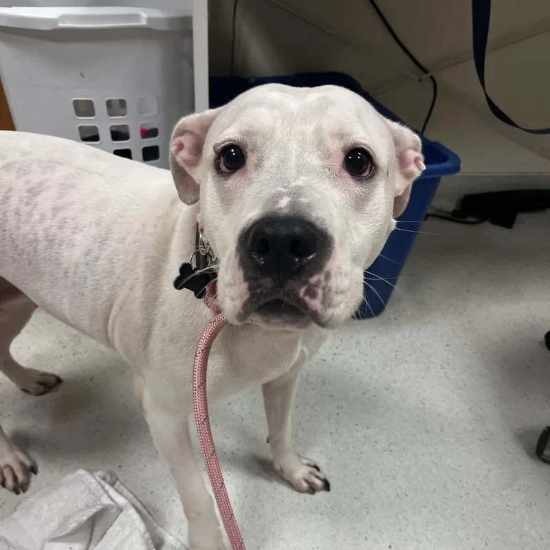 An adult medium-sized female White / Cream Pit Bull Terrier dog named Chloe for adoption in Baltimore, MD