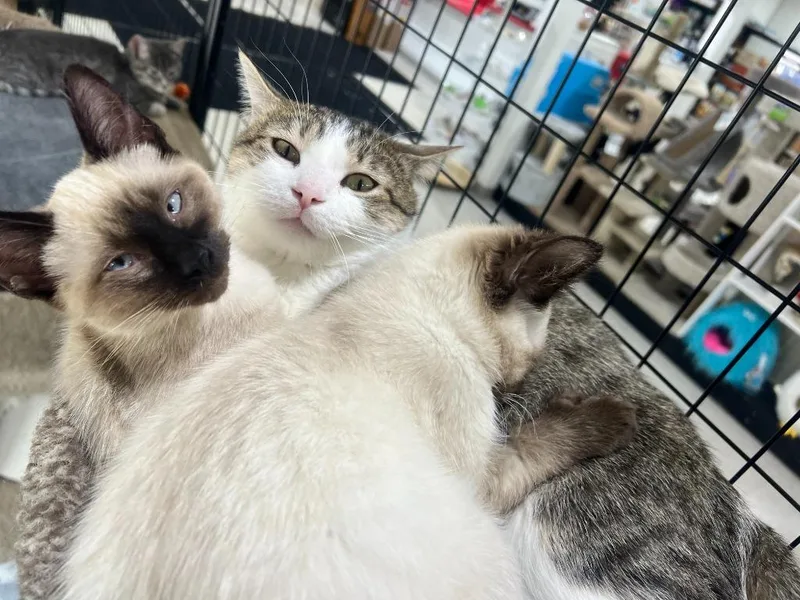 A young medium-sized male Domestic Short Hair cat named Quincy for adoption in Minneapolis, MN