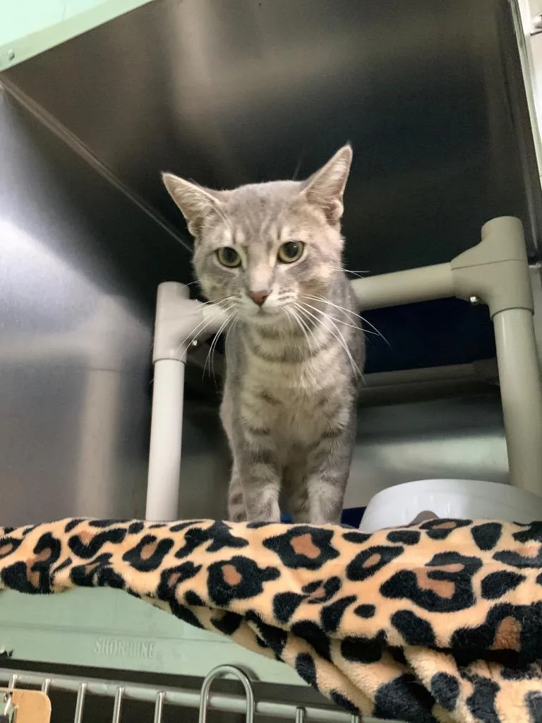 A young medium-sized male Domestic Short Hair cat named Jeff for adoption in Waverly, TN