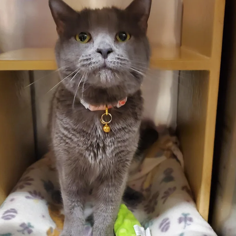 An adult medium-sized female Domestic Short Hair cat named Cuddles for adoption in Muncie, IN