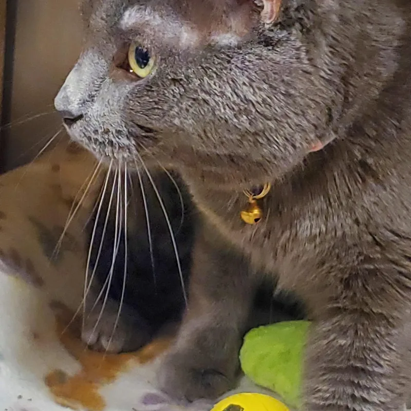 Cuddles thumbnail 3