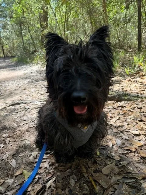 A young small-sized male Black Scottish Terrier dog named Otter for adoption in Spring, TX