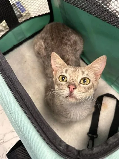 An adult medium-sized female Domestic Short Hair cat named Pecan Crunch Latte for adoption in Atlanta, GA