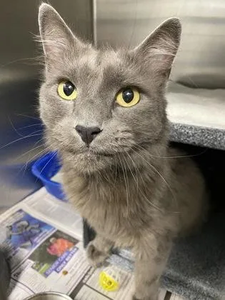 An adult large-sized male Domestic Short Hair cat named Chatterpaws for adoption in Daytona Beach, FL