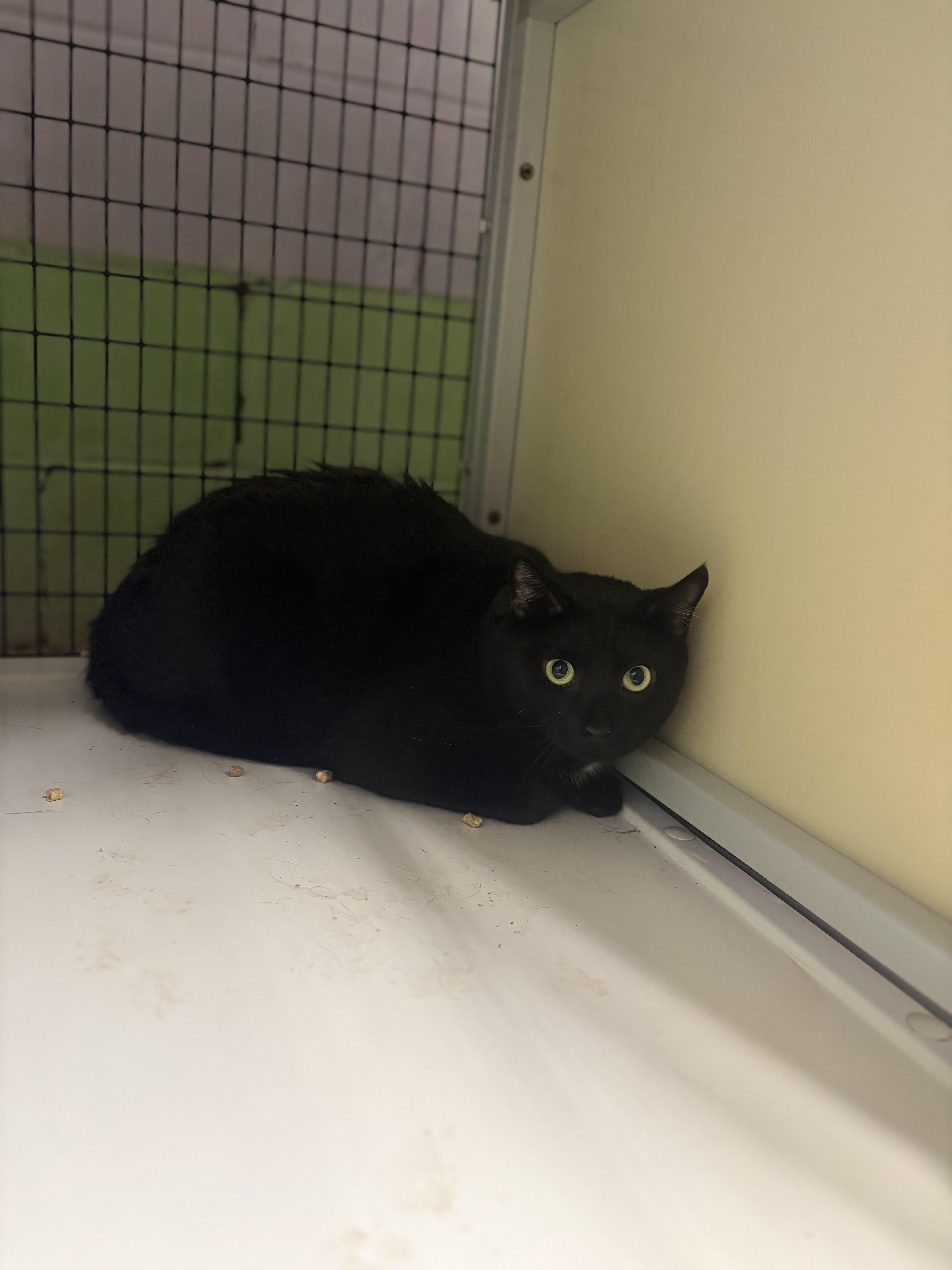 An adult large-sized male Domestic Short Hair cat named Pepper for adoption in Monticello, GA