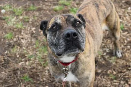 A senior large-sized female Boxer dog named Beth for adoption in Kansas City, MO