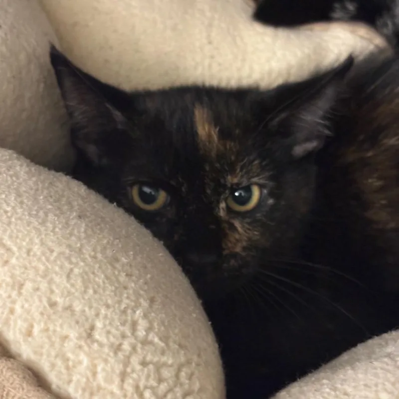 A baby small-sized female Tortoiseshell Domestic Short Hair cat named Imogen for adoption in West Palm Beach, FL