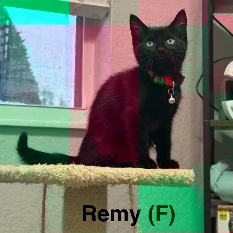 A baby small-sized female Black Domestic Medium Hair cat named Remy for adoption in Dade City, FL