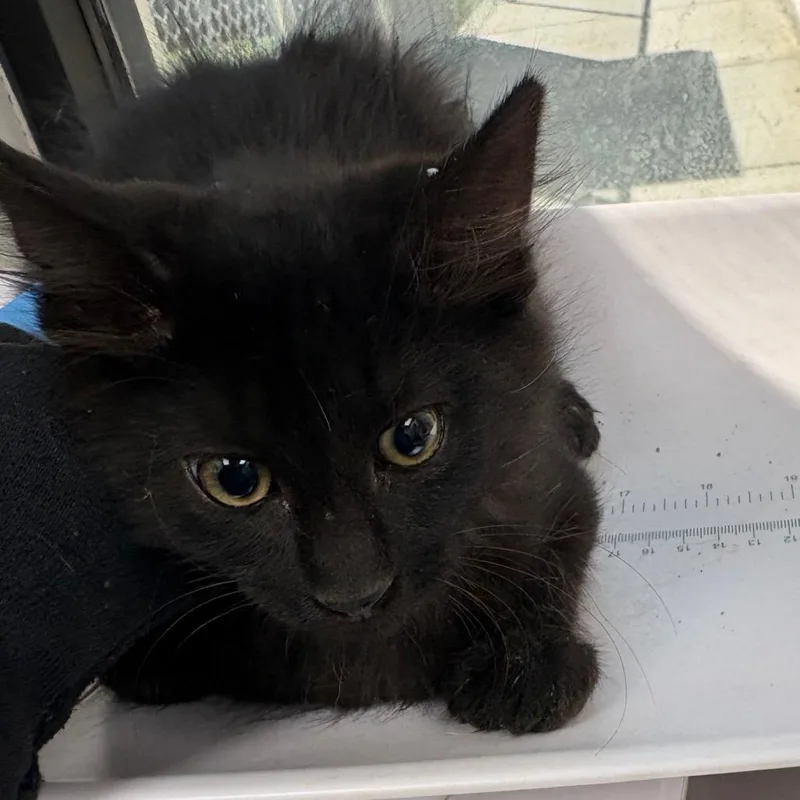 A baby small-sized male Black Domestic Long Hair cat named Joe for adoption in Columbiana, AL