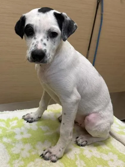 A baby small-sized male Mixed Breed dog named Auggie for adoption in Honolulu, HI