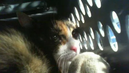 An adult large-sized female Domestic Short Hair cat named Ponyo for adoption in Charlotte, NC