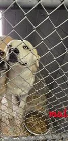 An adult medium-sized male Mixed Breed dog named Buddy for adoption in West Chester, PA