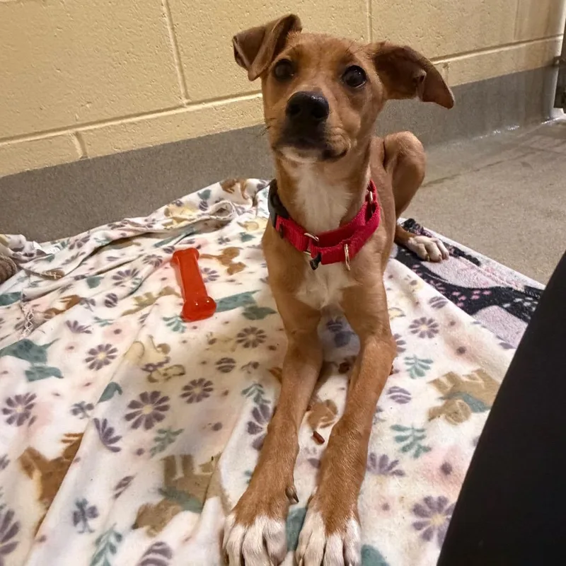 Saranghae thumbnail 3