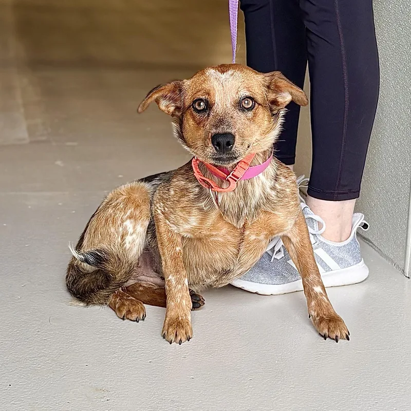 A young medium-sized female Australian Cattle Dog / Blue Heeler dog named Twirls for adoption in Chicago, IL