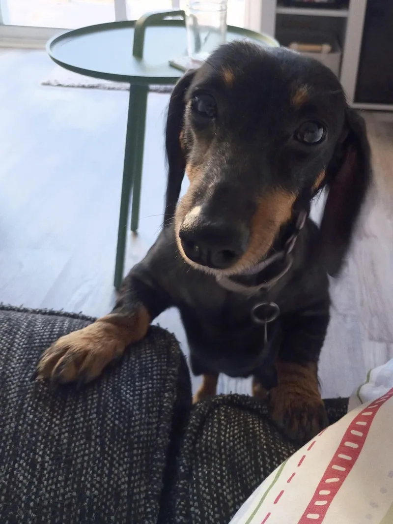 A young small-sized female Black Dachshund dog named Luna for adoption in Cleveland, OH
