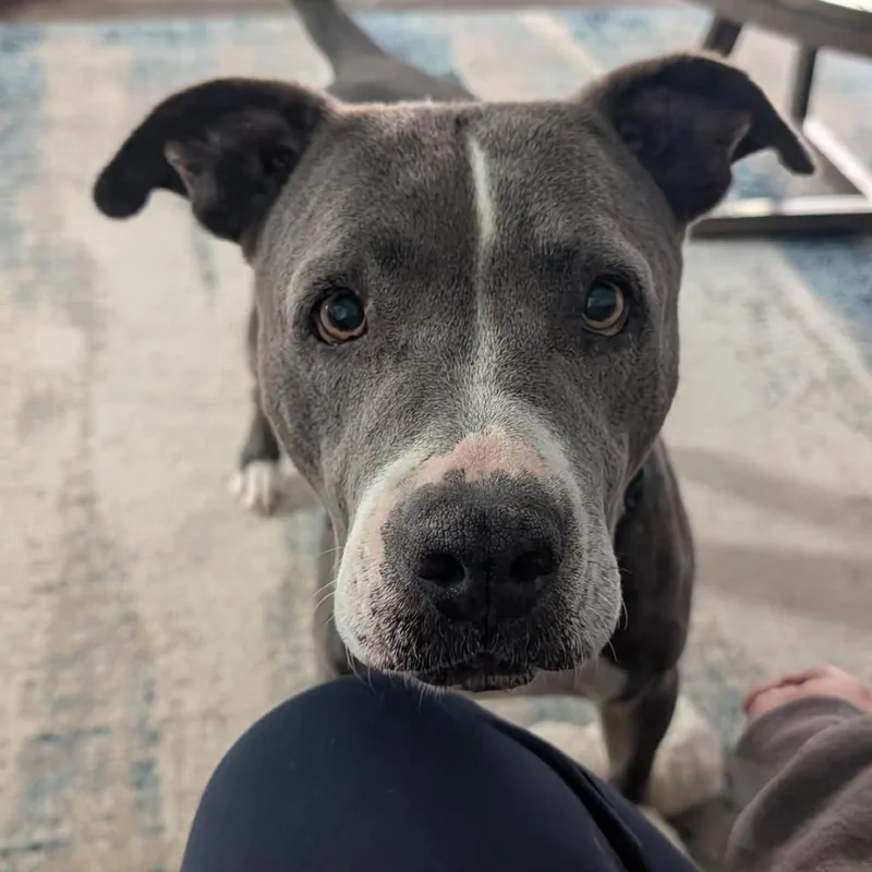 Estrella thumbnail 2