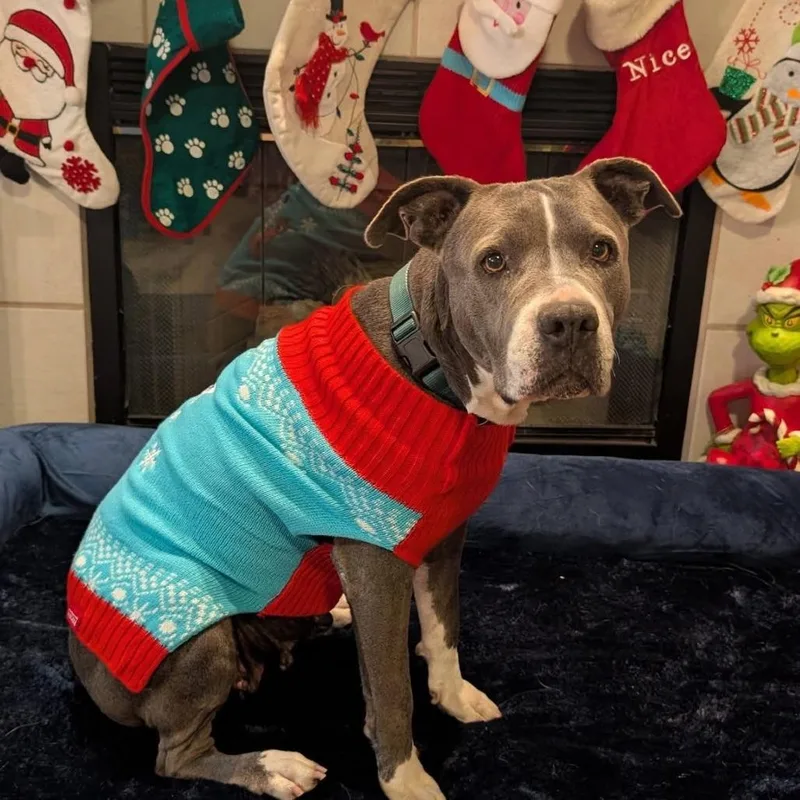 Estrella thumbnail 3