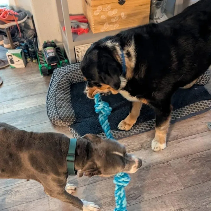 Estrella thumbnail 4