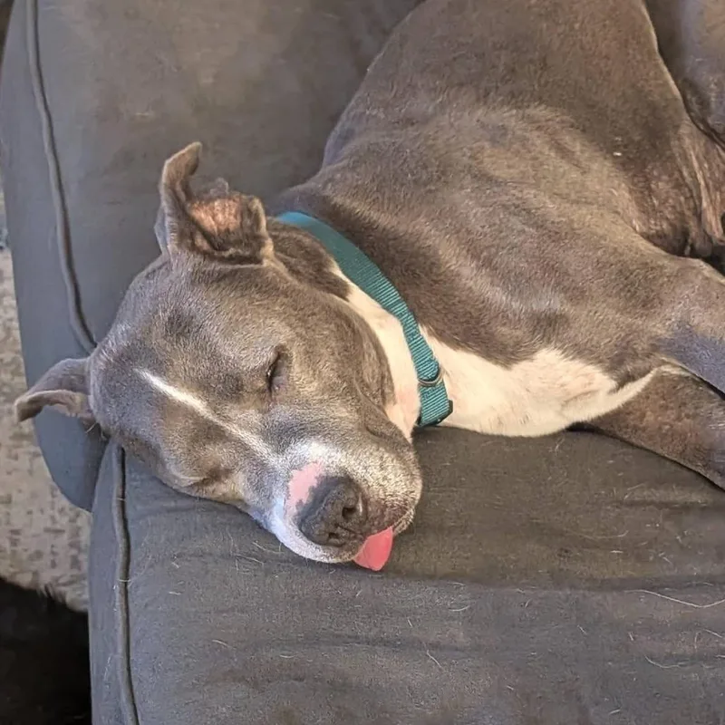 Estrella thumbnail 5