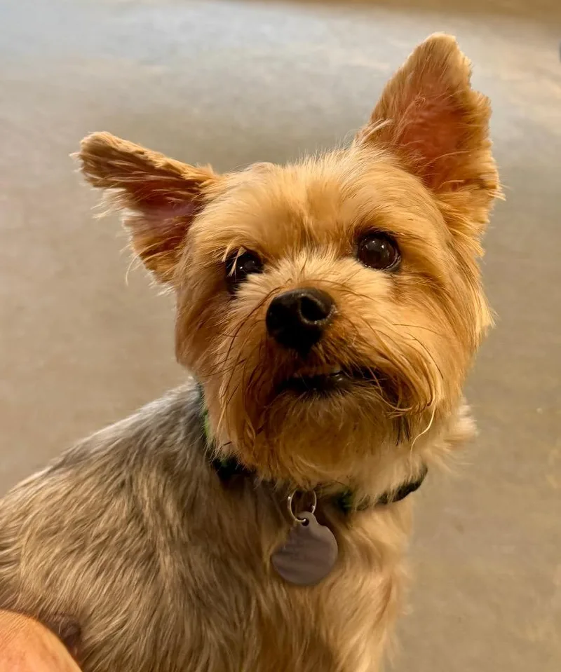 Benji