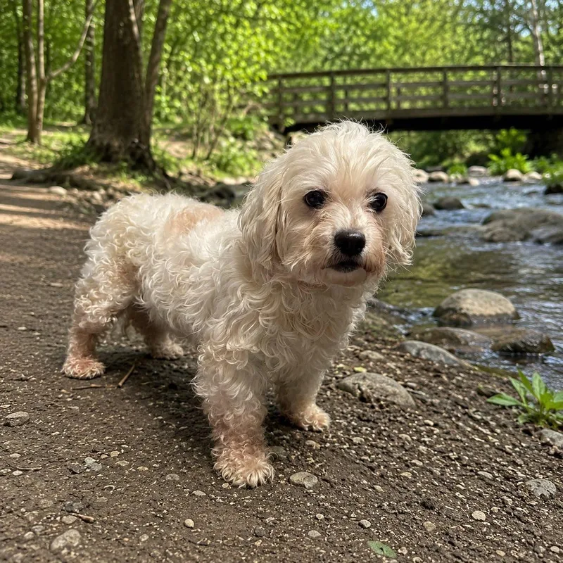 An adult small-sized female Bichon Frise dog named MesaHome visit in process for adoption in Hartland, WI