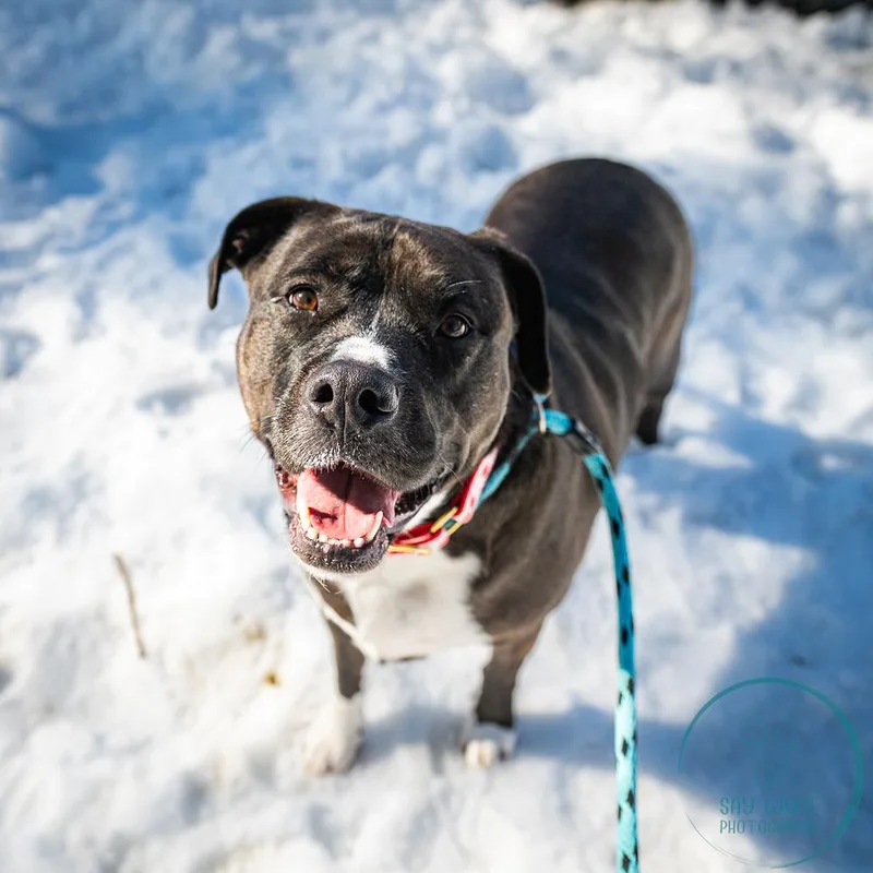 A young large-sized female Tricolor (Brown, Black, & White) Labrador Retriever dog named Ac  Millie for adoption in Brewster , NY