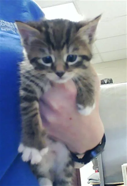A baby small-sized female Domestic Short Hair cat named A for adoption in Fayetteville, NC
