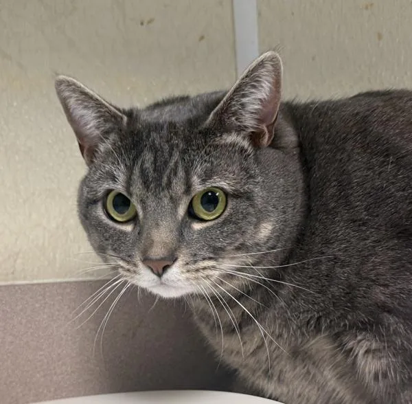 An adult small-sized female Domestic Short Hair cat named Bella for adoption in Salisbury, MD