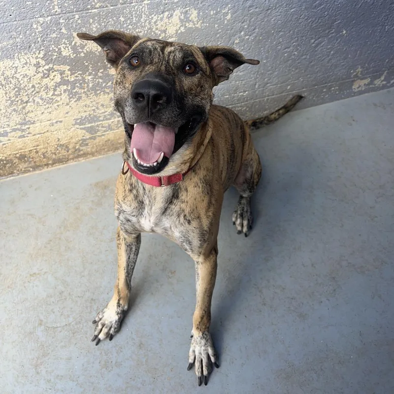 Shere Khan thumbnail 3