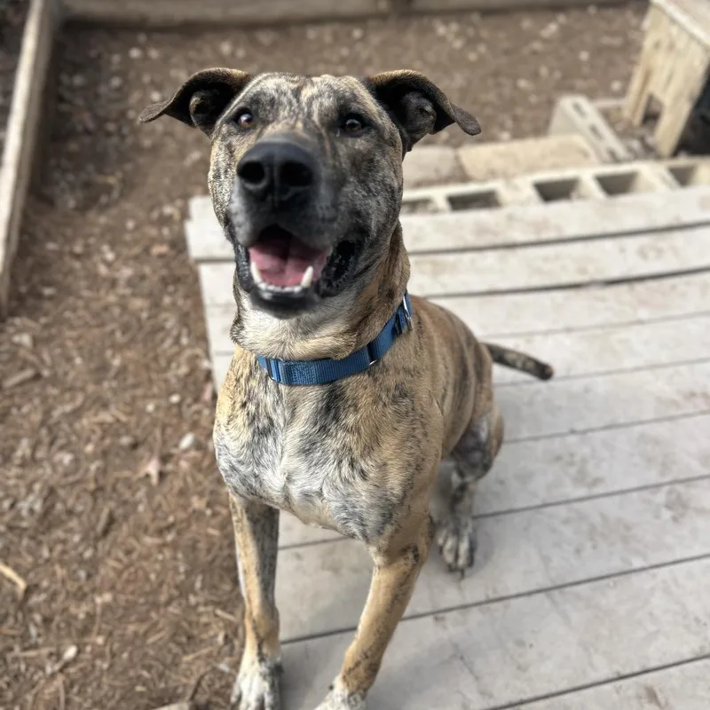 Shere Khan thumbnail 6