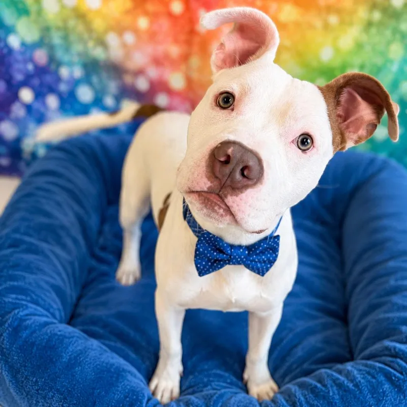 A young medium-sized male White / Cream Mixed Breed dog named UHaul for adoption in Binghamton, NY