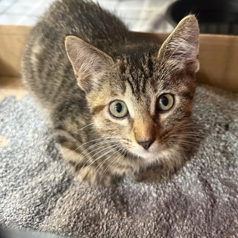 A baby small-sized female Torbie Domestic Short Hair cat named Miso for adoption in Garfield, AR