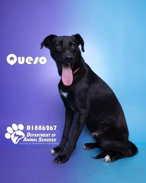 A young medium-sized male Shepherd dog named Queso for adoption in Riverside, CA
