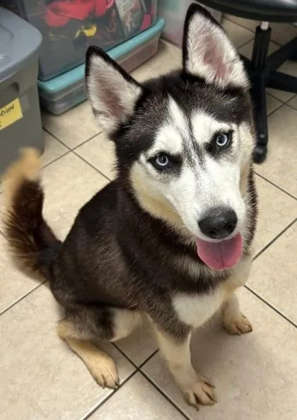 An adult large-sized female Siberian Husky dog named Skye for adoption in Parma, OH