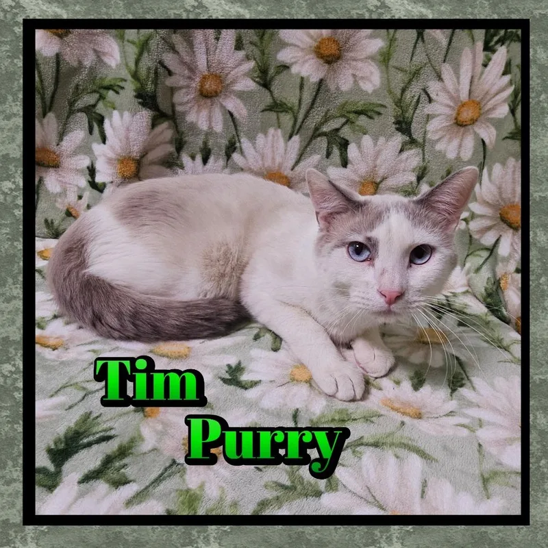 A young small-sized male Domestic Short Hair cat named Tim Purry for adoption in Jacksonville, IL